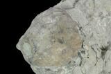 Fossil Crinoid (Eucalyptocrinus) Calyx on Rock - Indiana #127321-1